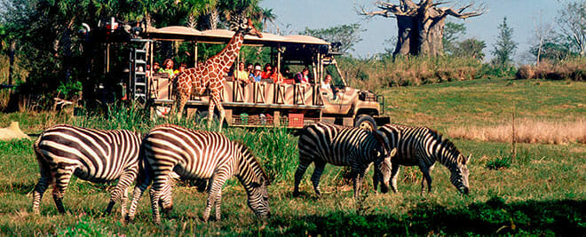 Safari Tour with Giraffes and Zebras