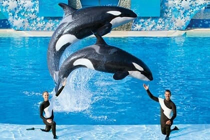 Killer Whales Jumping out of water with trainers