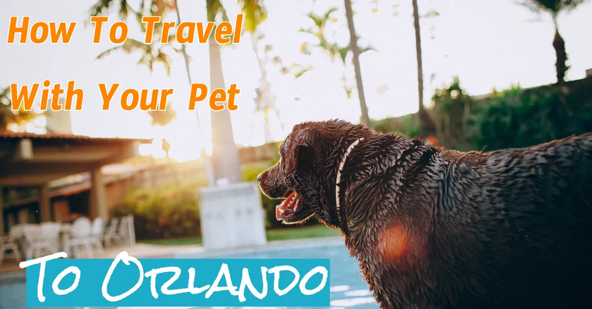 How to Travel to Orlando with A Pet