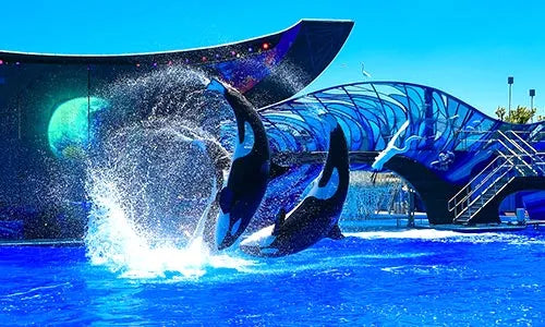 Believe Shamus's show at SeaWorld Orlando