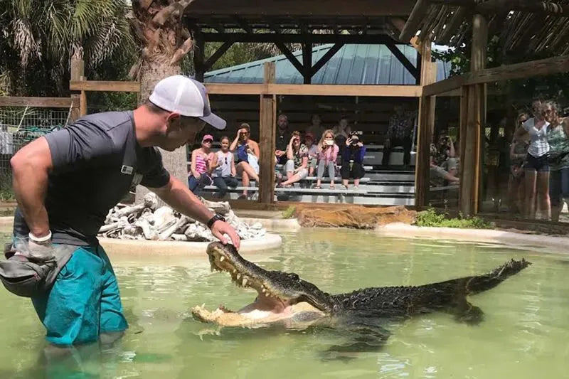 Wild Florida Alligator exhibit. The trainer is actually in the water with a 6 foot gator.