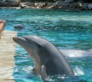 Dolphin Cove - SeaWorld Orlando 101
