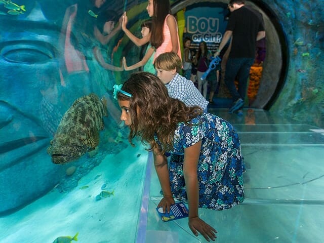 Sea Life 360 Tunnel Orlando attractions