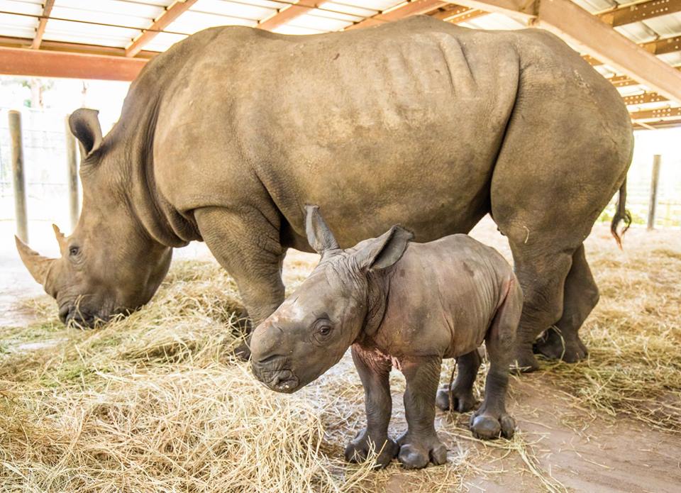 Rhino Baby - Orlando attraction