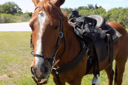 Horse Riding Orlando- orlando attraction
