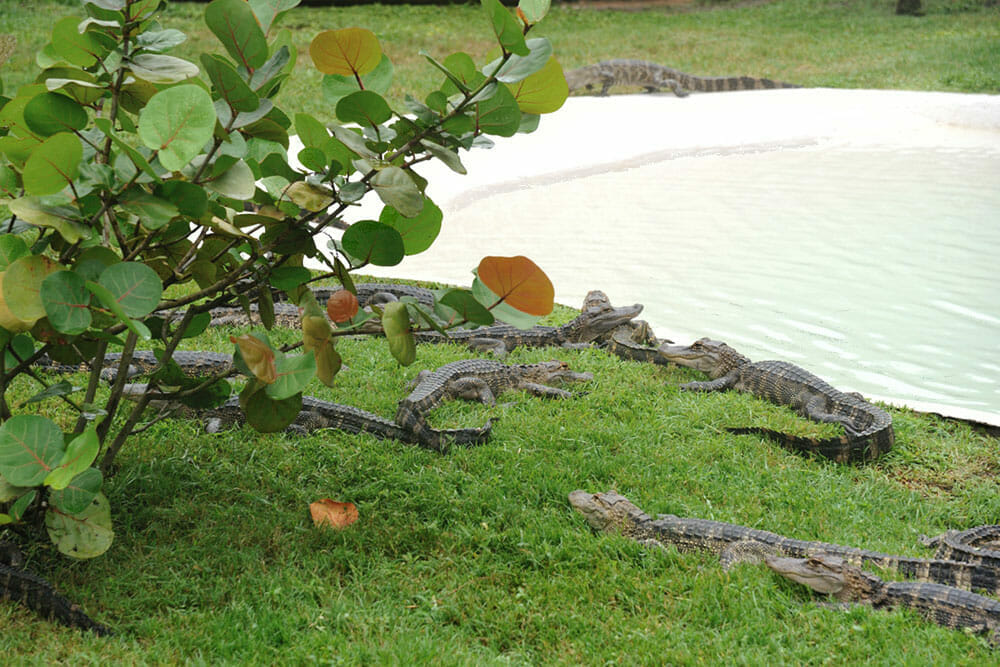 Boggy Creek Alligator Pool