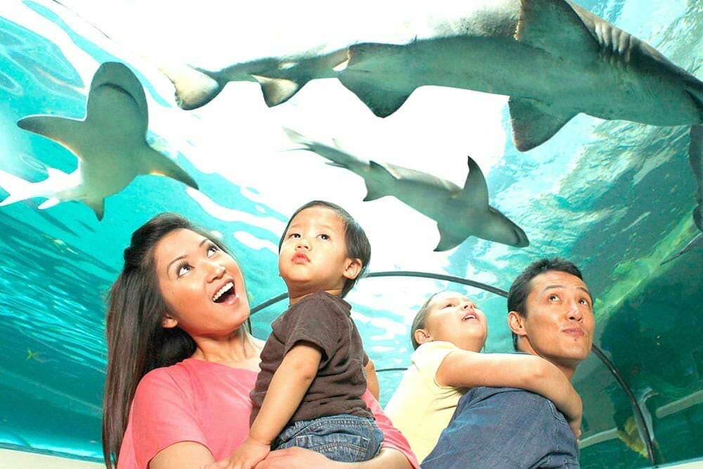 ICON Park Family and Sharks