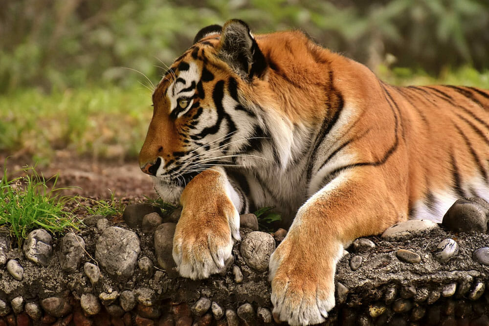 ZooTampa Tiger